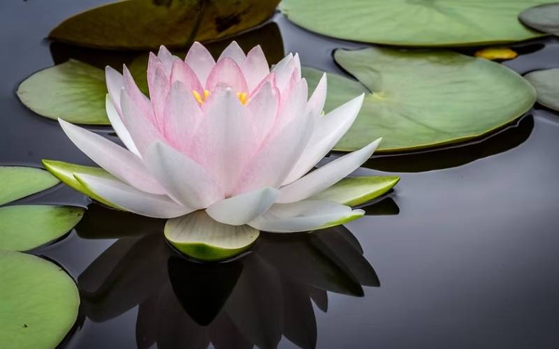 Humanity-Intelligence-and-Leadership